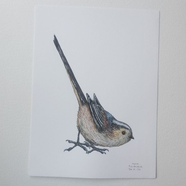 Dw01134 Original Long tailed tit watercolor Online-Schn?ppchen – Bild 2