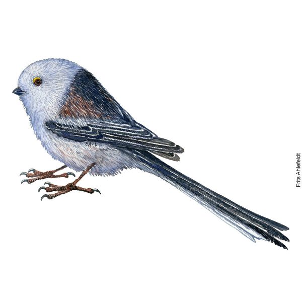Dw01137 Original Long tailed tit watercolor Schn?ppchen
