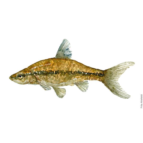 Dw00061 Original A4 Stone moroko freshwater fish Online-Verkauf