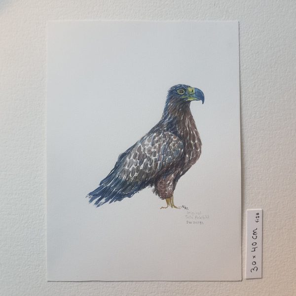 Dw01081 Original Eagle watercolor Online-Verkauf – Bild 3