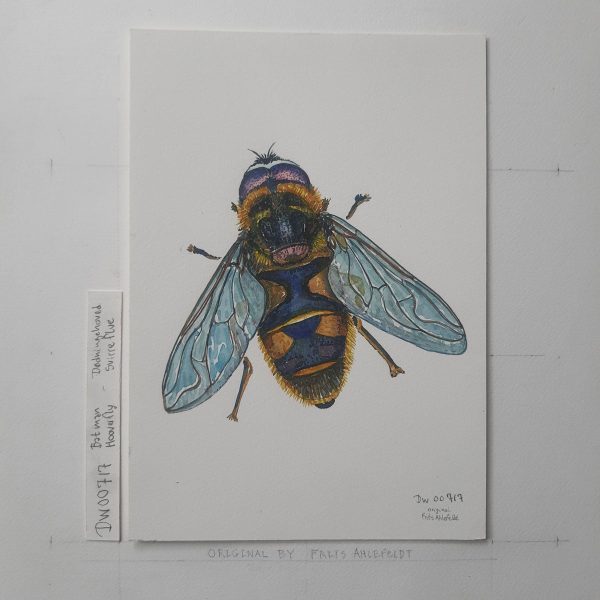 Dw00717 Original A4 Batman hooverfly watercolor Im Angebot – Bild 2