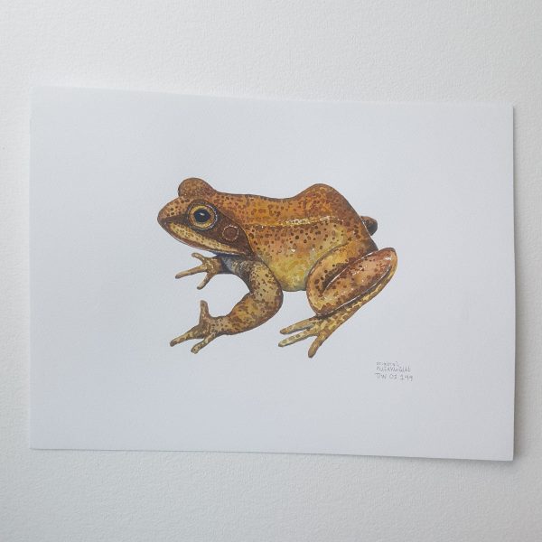 Dw01144 Original Common frog watercolor Im Angebot – Bild 2