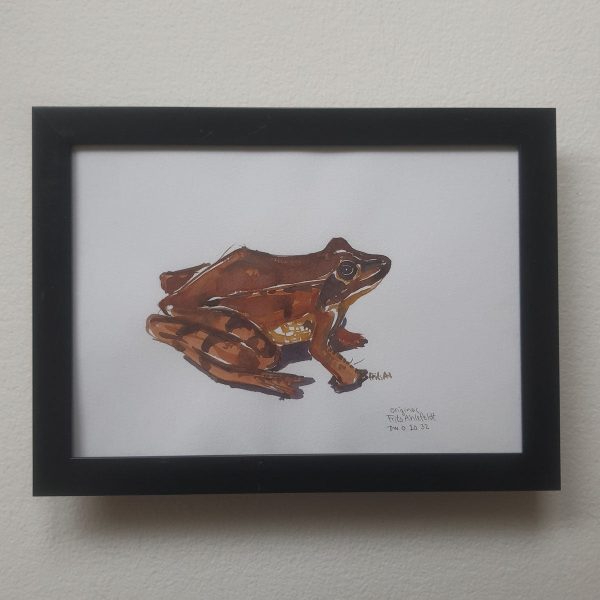 Dw01032 Original A4 Agile frog Angebot – Bild 2