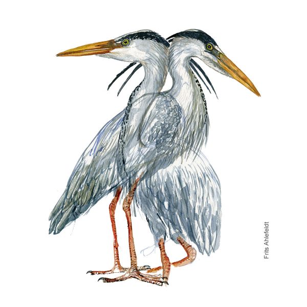 Dw01167 Original Grey heron watercolor Online