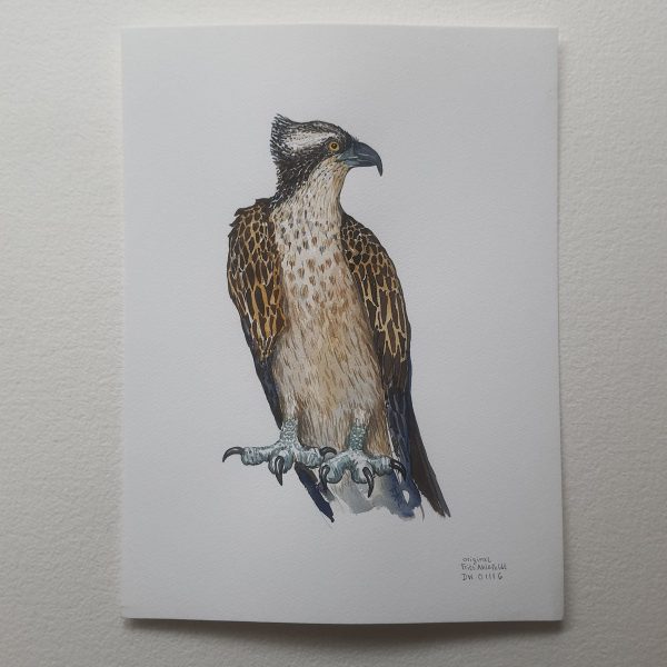 Dw01116 Original Osprey Eagle watercolor Online-Schn?ppchen – Bild 2