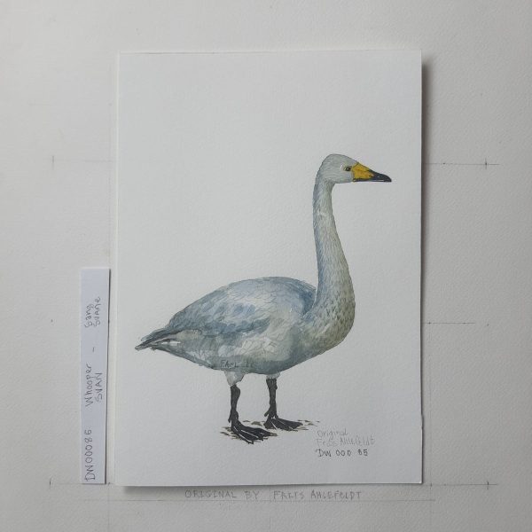 Dw00085 Original A4 Whooper swan watercolor Rabatt – Bild 2