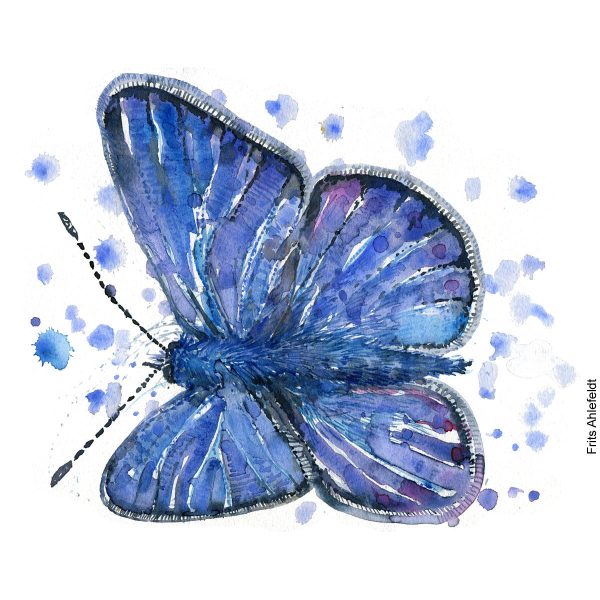 Dw01185 Original European Common blue Zu verkaufen