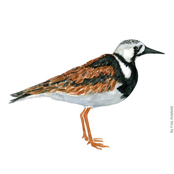 Dw00172 Original A4 Rudy turnstone watercolor Zu verkaufen