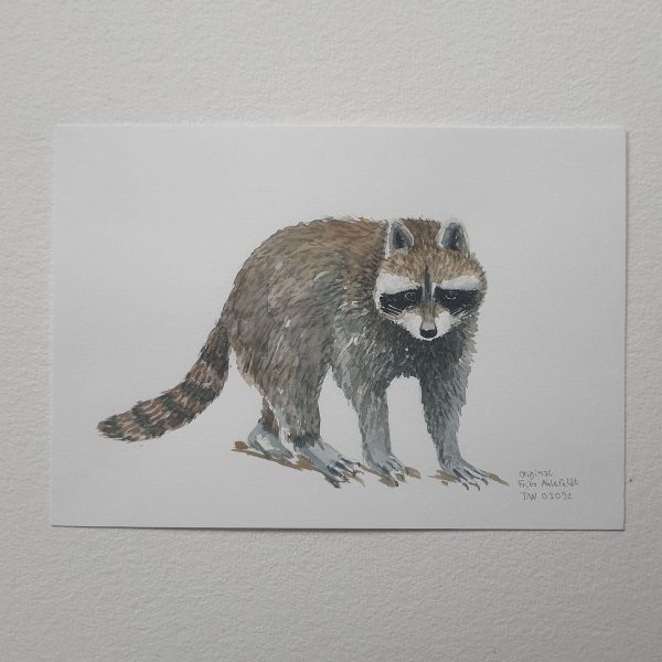 Dw01052 Original A4 Racoon watercolor Jetzt online – Bild 3