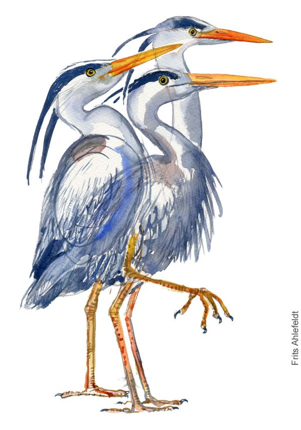 Dw01166 Original Grey heron watercolor Mode – Bild 2