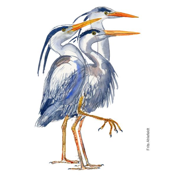 Dw01166 Original Grey heron watercolor Mode