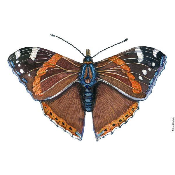 Dw01190 Original Red admiral butterfly Zu verkaufen
