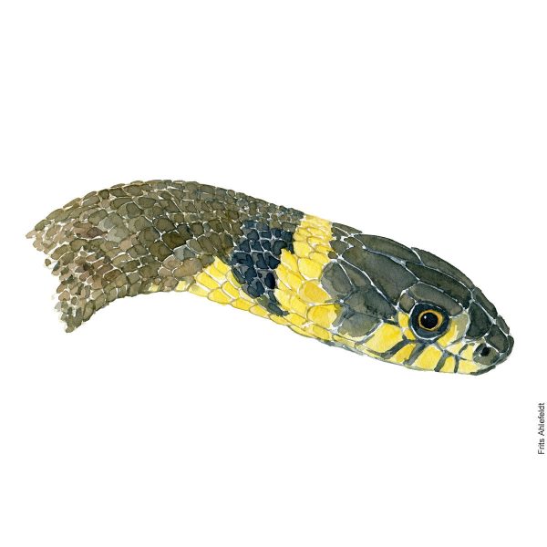 Dw01022 Original A4 Grass snake head Schn?ppchen