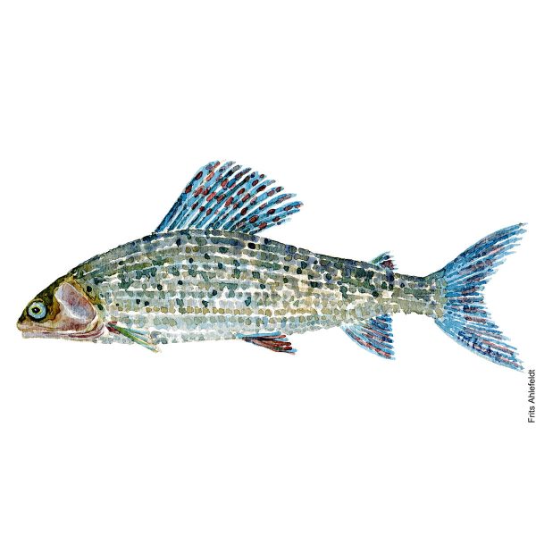 Dw00025 Original A4 Grayling freshwater fish Rabatt
