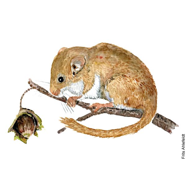 Dw01045 Original A4 Hazel dormouse watercolor Zu verkaufen