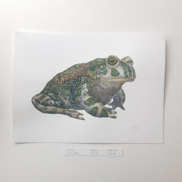 Dw01180 Original European green frog watercolor Jetzt online – Bild 2
