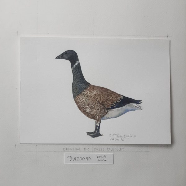 Dw00090 Original A4 Brant goose watercolor Rabatt – Bild 2