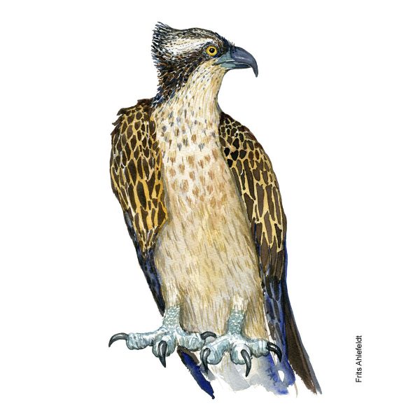 Dw01116 Original Osprey Eagle watercolor Online-Schn?ppchen