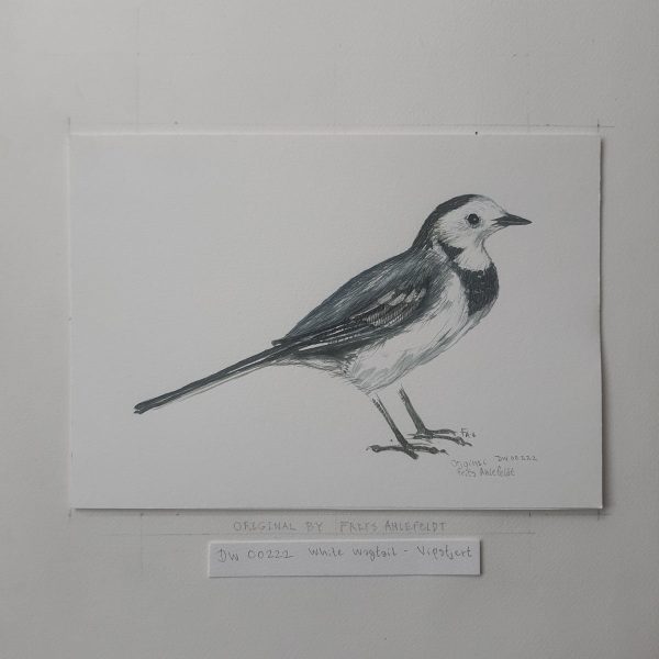 Dw00222 Original A4 White wagtail bird watercolor Online-Schn?ppchen – Bild 2