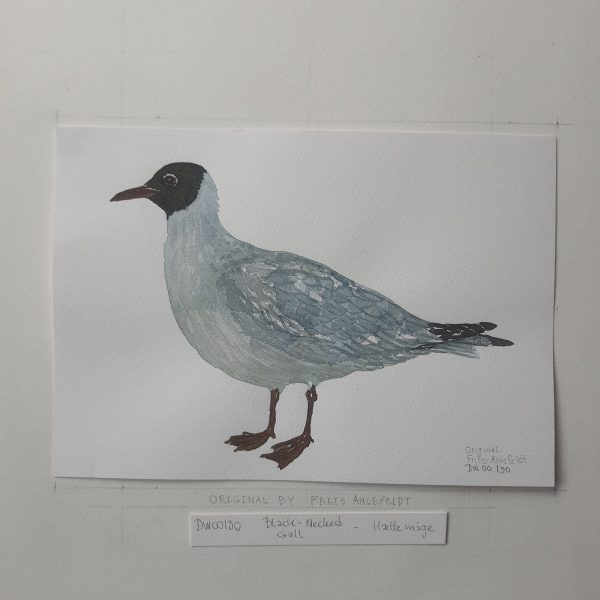 Dw00130 Original A4 Black-necked gull watercolor Online-Schn?ppchen – Bild 2