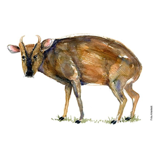 Dw01060 Original A4 Muntjac deer watercolor Im Angebot