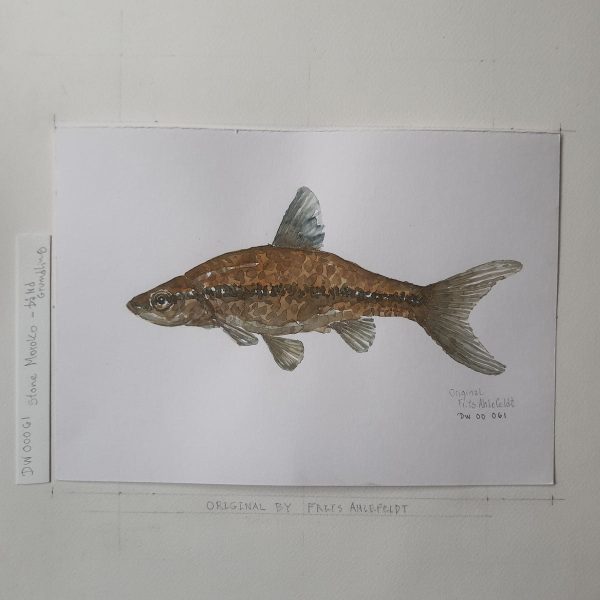 Dw00061 Original A4 Stone moroko freshwater fish Online-Verkauf – Bild 2
