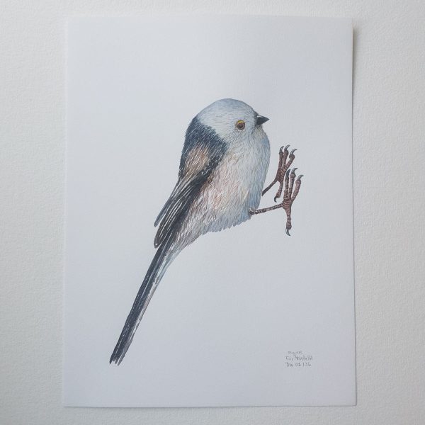 Dw01136 Original Long tailed tit watercolor Online – Bild 2