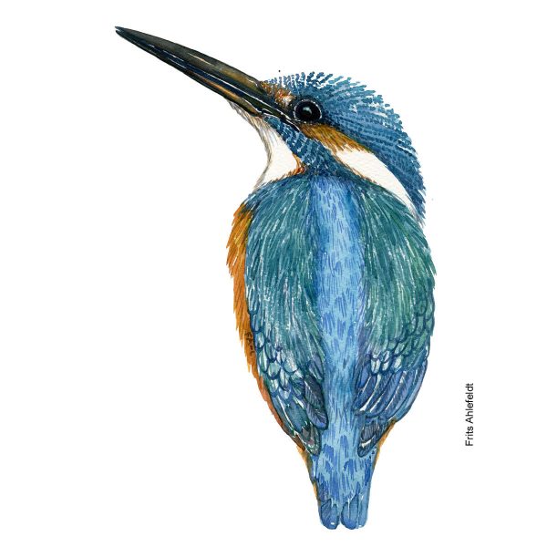Dw01138 Original Eurasian kingfisher watercolor Im Angebot