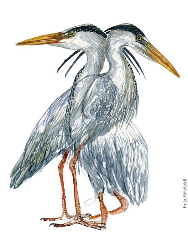 Dw01167 Original Grey heron watercolor Online – Bild 2