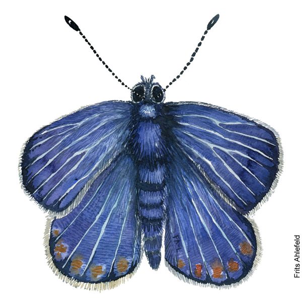 Dw01188 Original European Common blue Mode
