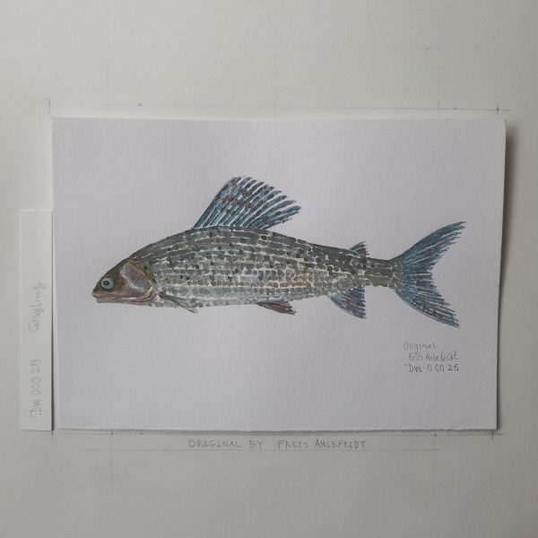 Dw00025 Original A4 Grayling freshwater fish Rabatt – Bild 2