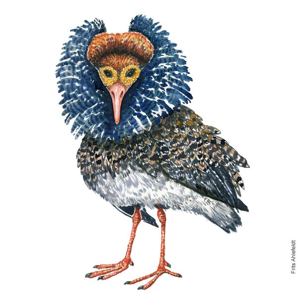 Dw00940 Original Ruff watercolor Rabatt