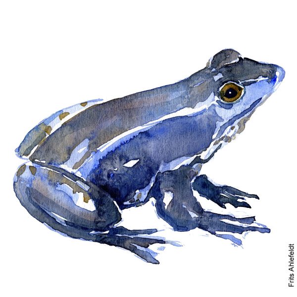 Dw01039 Original A4 Moor frog Zu verkaufen