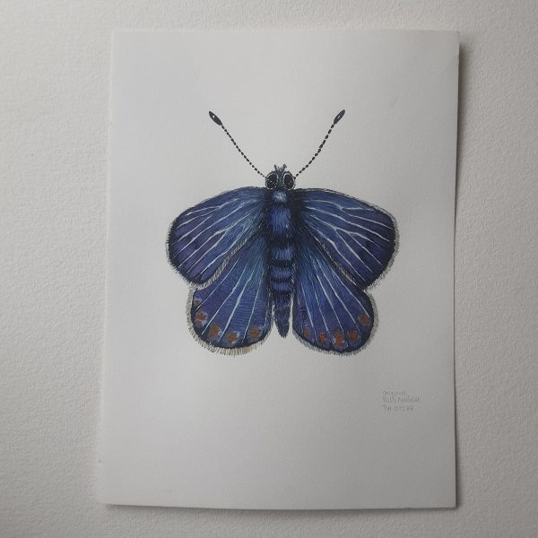Dw01188 Original European Common blue Mode – Bild 2