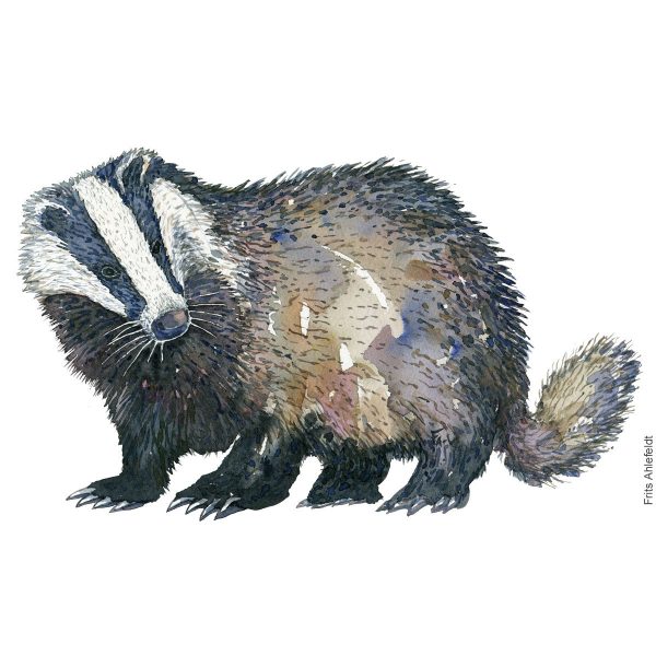 Dw00539 Original European Badger Schn?ppchen