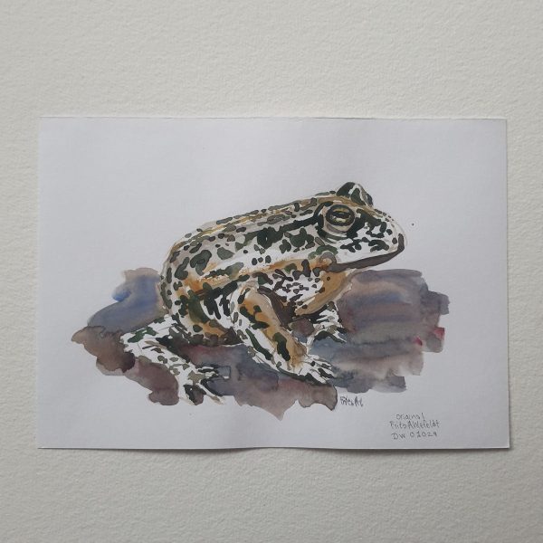 Dw01029 Original A4 Frog Online – Bild 2