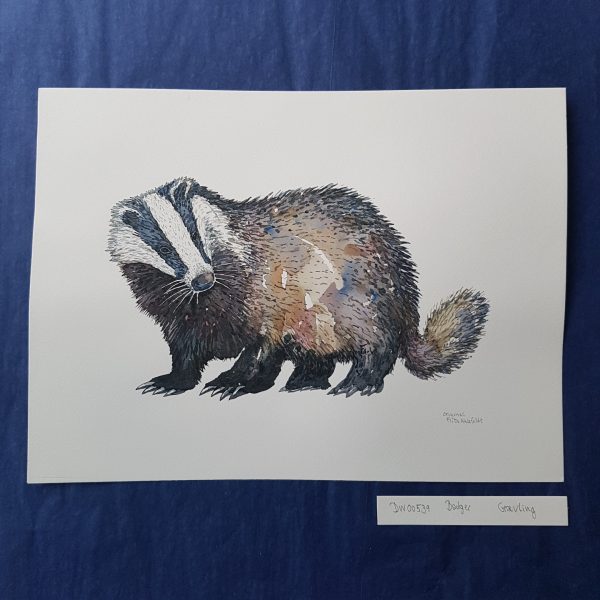 Dw00539 Original European Badger Schn?ppchen – Bild 2