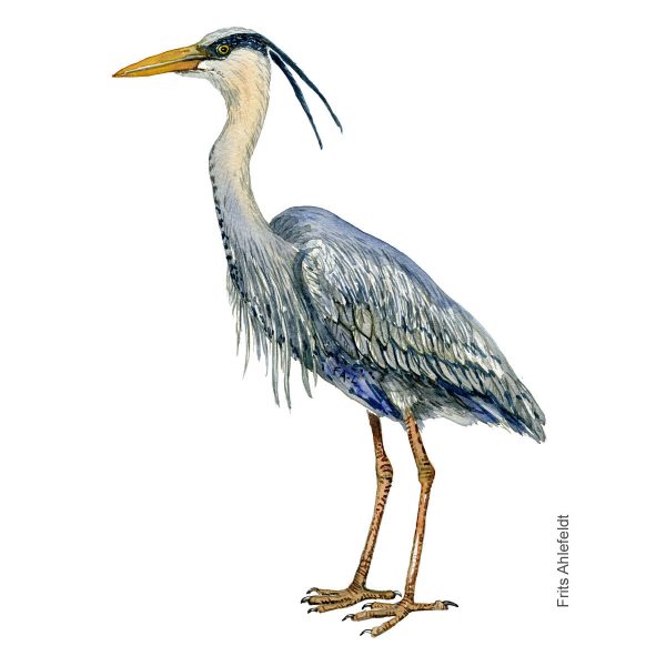 Dw01165 Original Grey heron watercolor Online-Verkauf