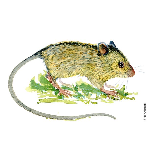 Dw01044 Original A4 Birch mouse watercolor Online-Schn?ppchen
