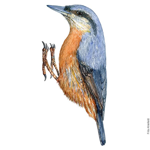 Dw00932 Original European nuthatch watercolor Online-Schn?ppchen