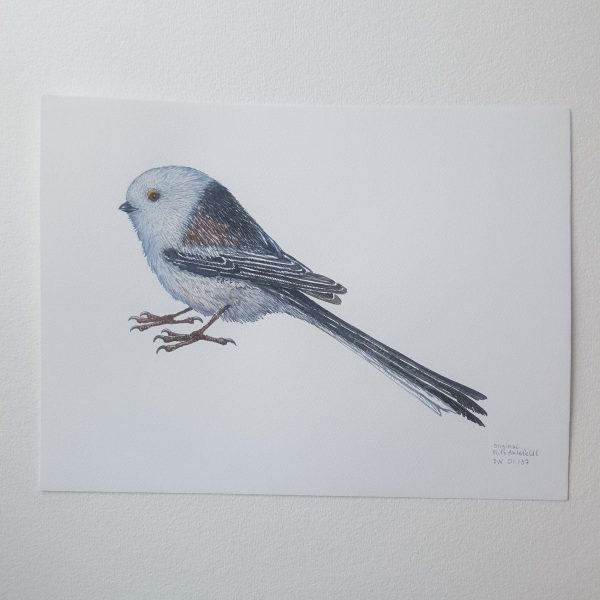 Dw01137 Original Long tailed tit watercolor Schn?ppchen – Bild 2