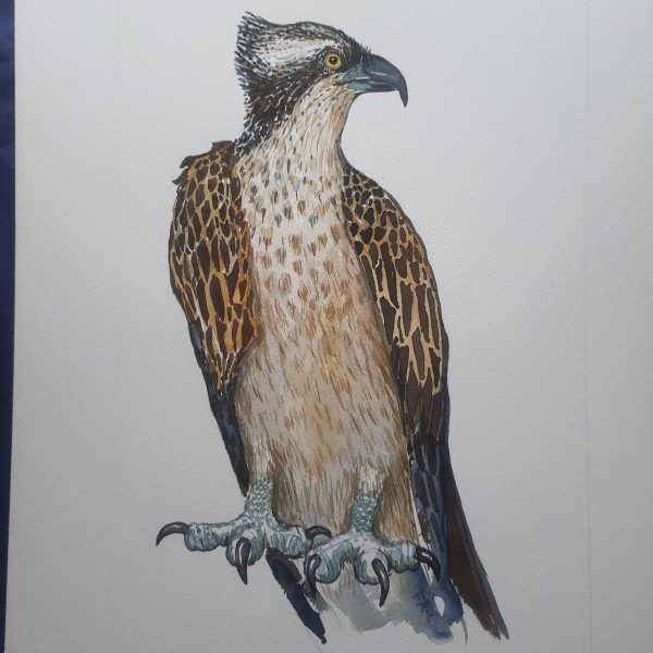 Dw01116 Original Osprey Eagle watercolor Online-Schn?ppchen – Bild 3