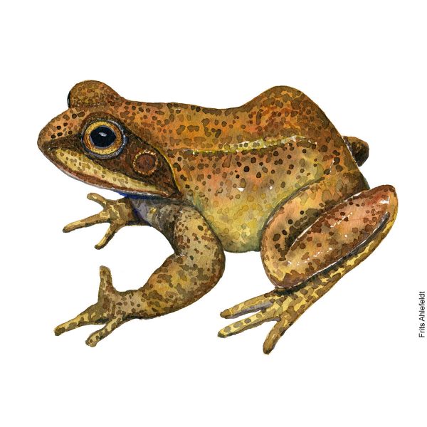 Dw01144 Original Common frog watercolor Im Angebot