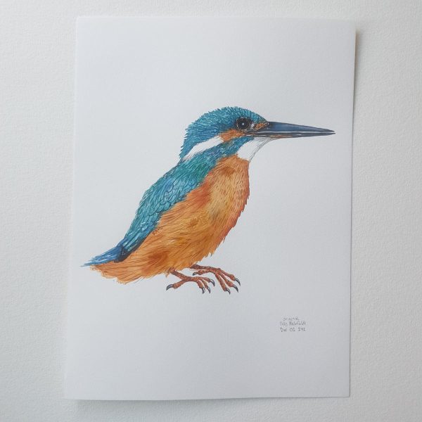 Dw01141 Original Eurasian kingfisher watercolor Mode – Bild 2