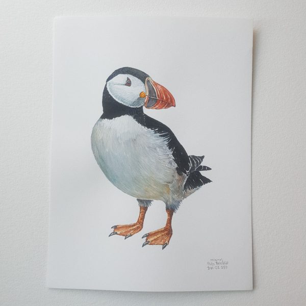 Dw01150 Original Atlantic puffin watercolor Jetzt online – Bild 2