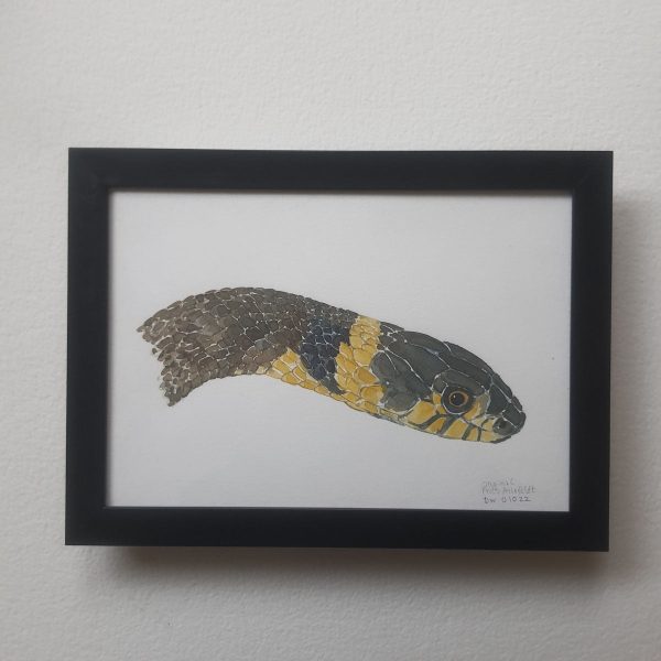 Dw01022 Original A4 Grass snake head Schn?ppchen – Bild 2