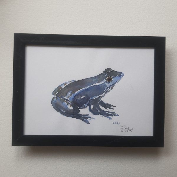 Dw01039 Original A4 Moor frog Zu verkaufen – Bild 2