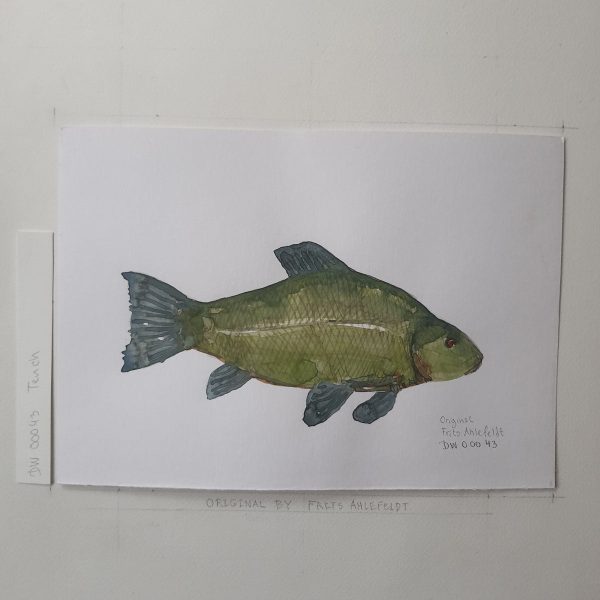 Dw00043 Original A4 Tench freshwater fish Zu verkaufen – Bild 2