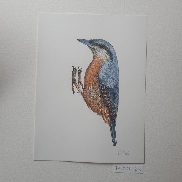 Dw00932 Original European nuthatch watercolor Online-Schn?ppchen – Bild 2