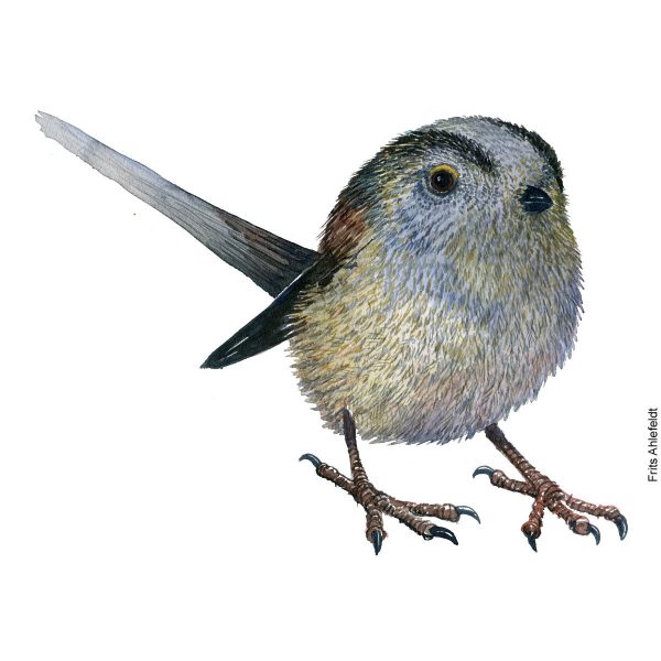 Dw01135 Original Long tailed tit watercolor Online-Verkauf